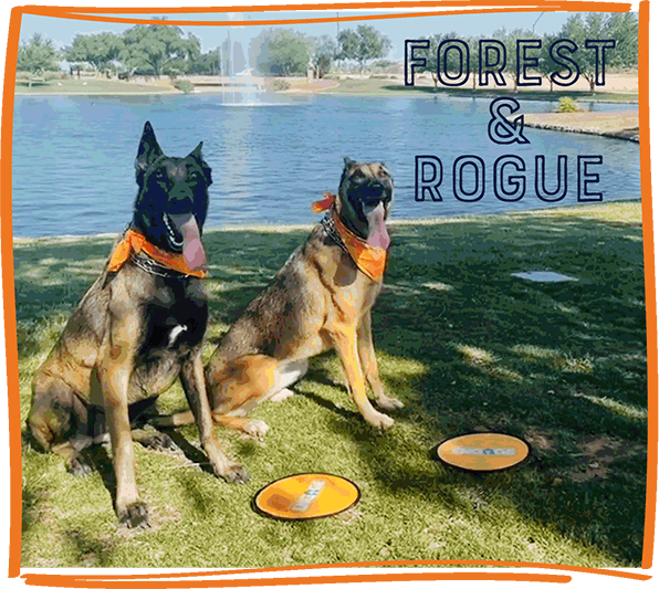 Houston Forest & Rogue Dog Bow
